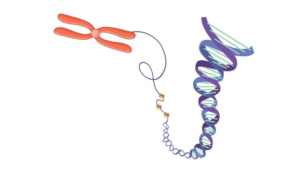    Chromosome and DNA structure illustration Александр Шереметьев