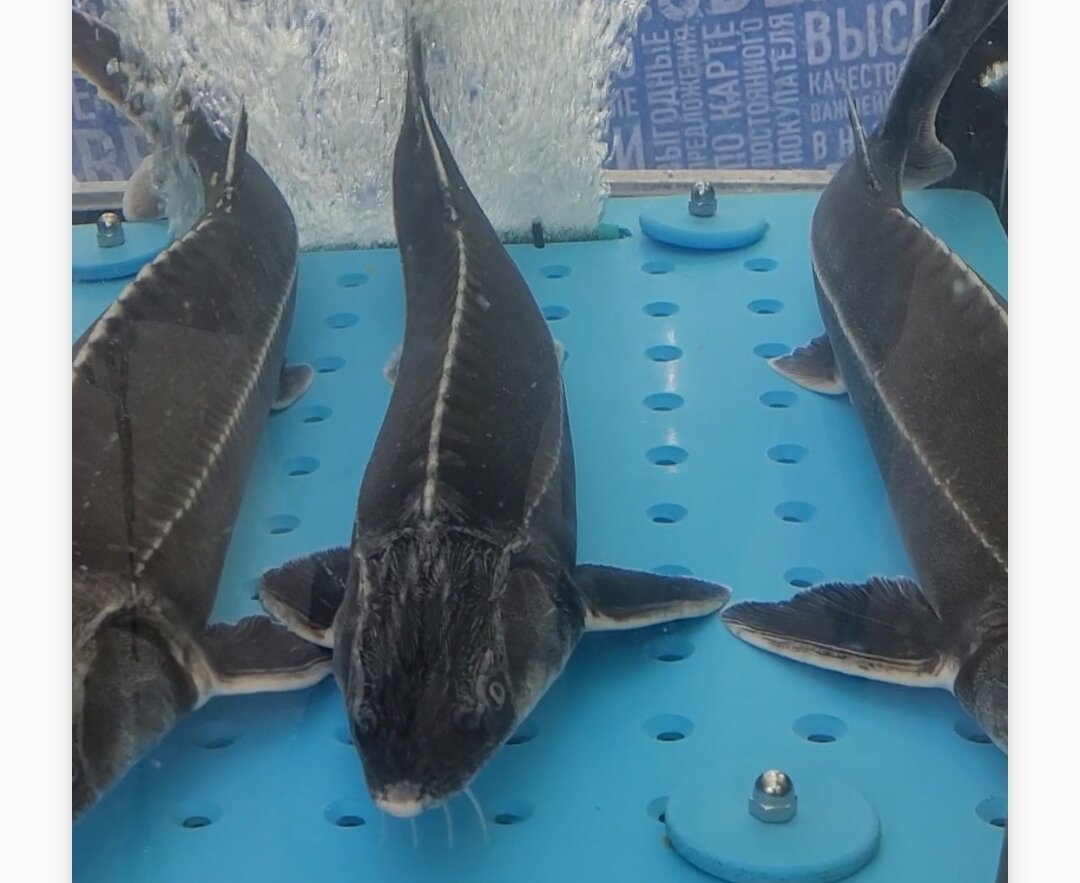 Фото автора!