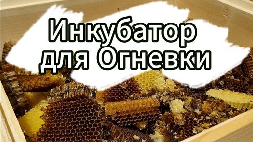 Как сделать инкубатор для маточников на пасеке