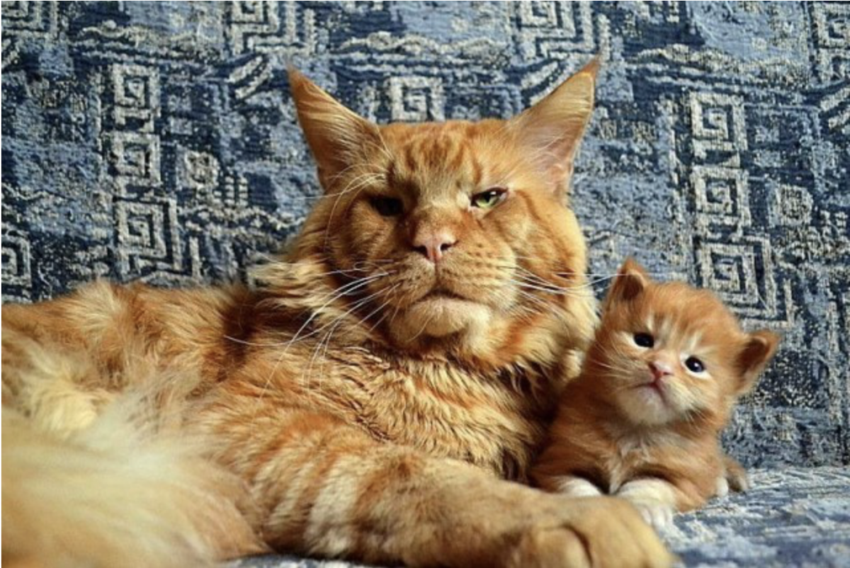Котенок и его