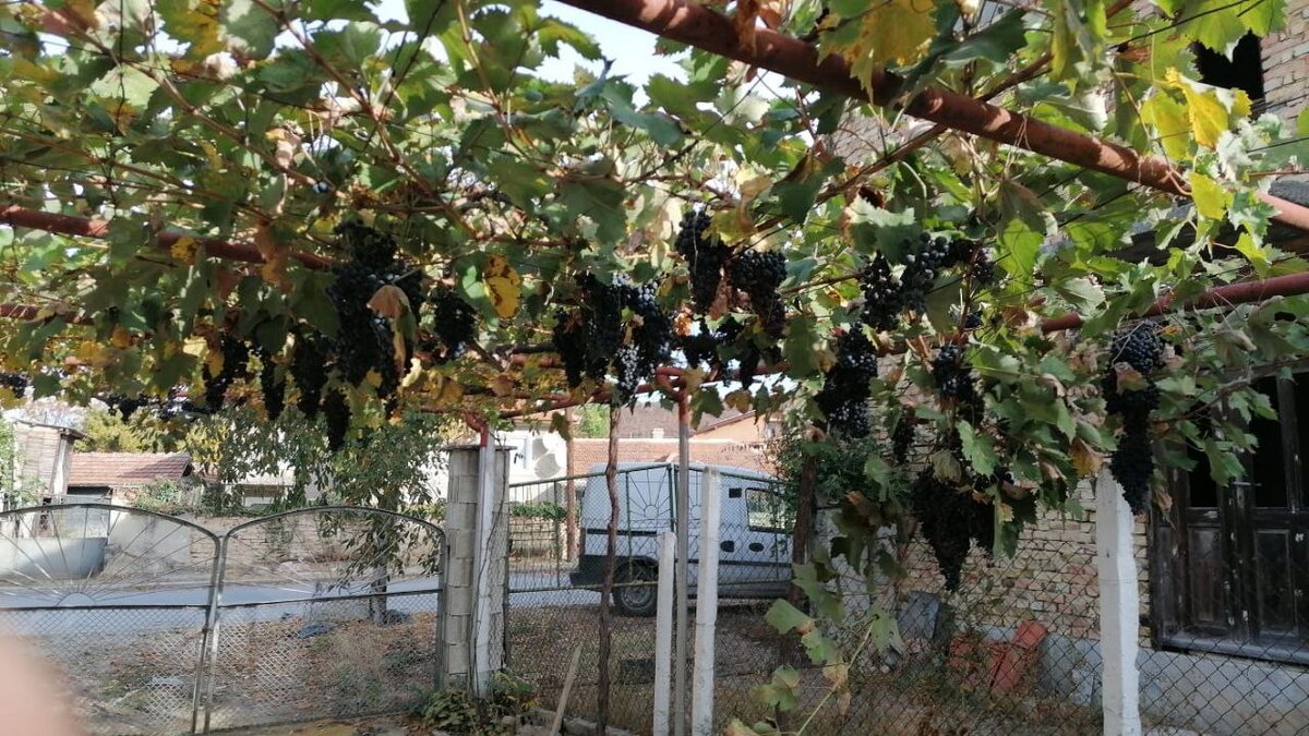 Сорт черного винограда на арке