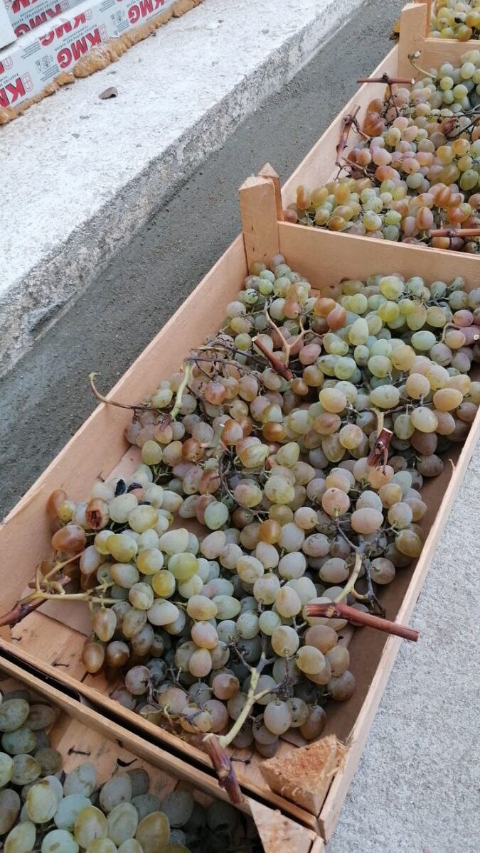 Собрали виноград в деревянные ящички для хранения