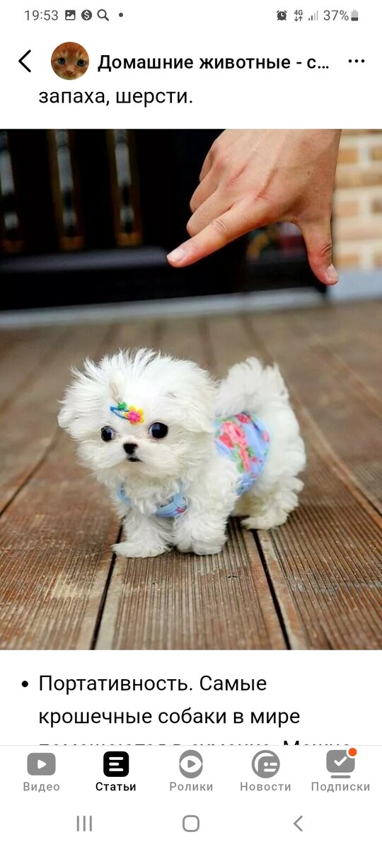 Маленькая собачка картинка фото яндекс 