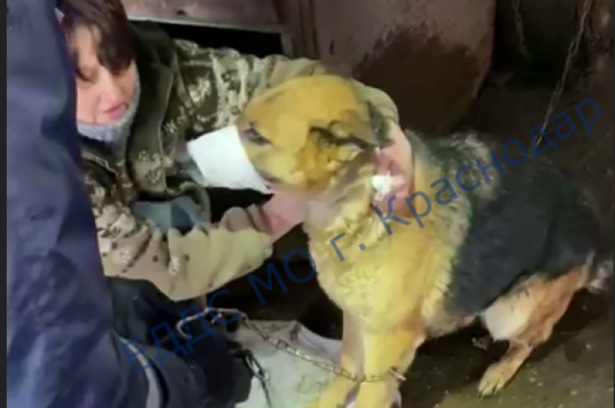    В Краснодаре спасатели помогли овчарке, застрявшей лапой в карабине цепи