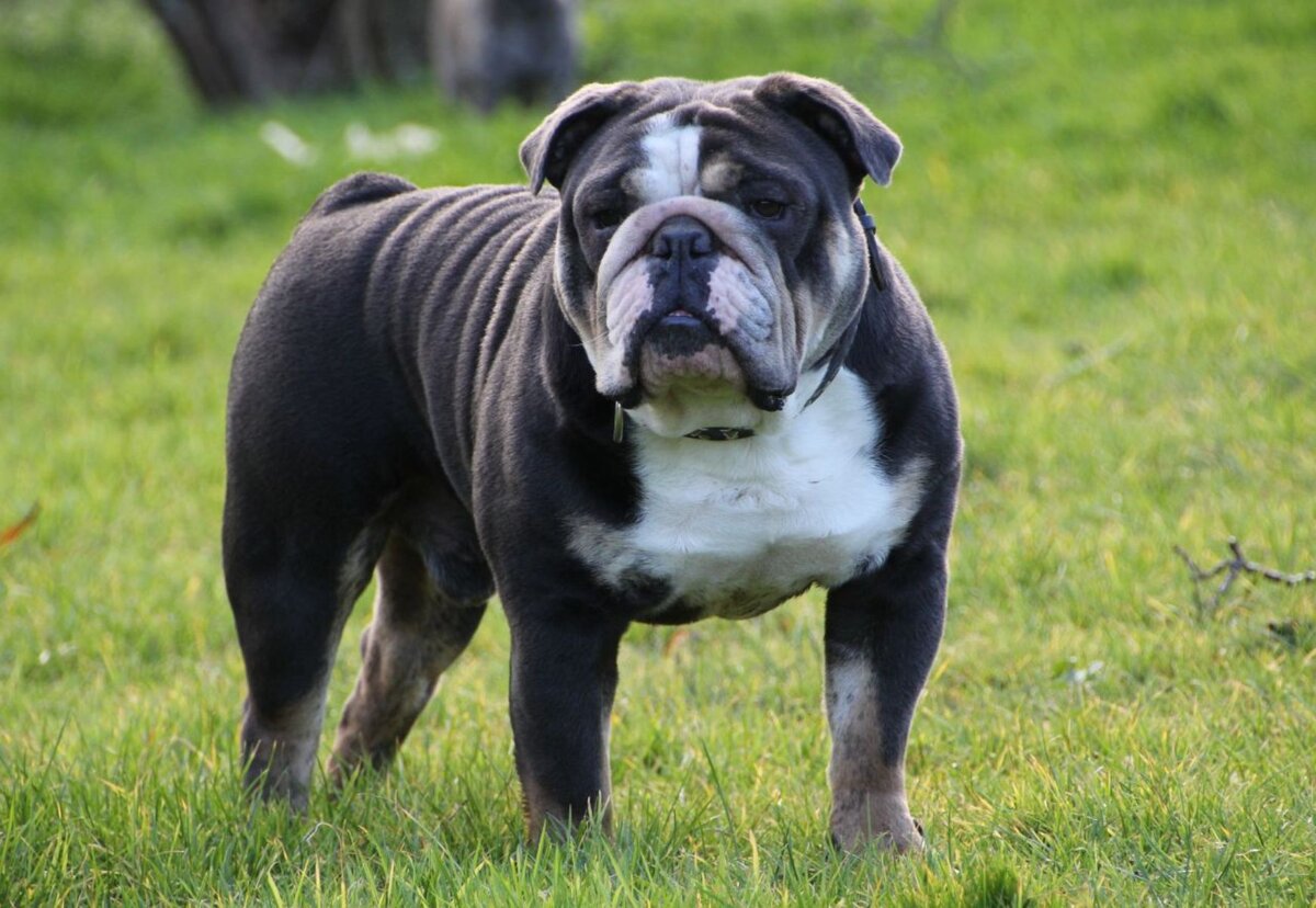 https://t.me/bulldog_french