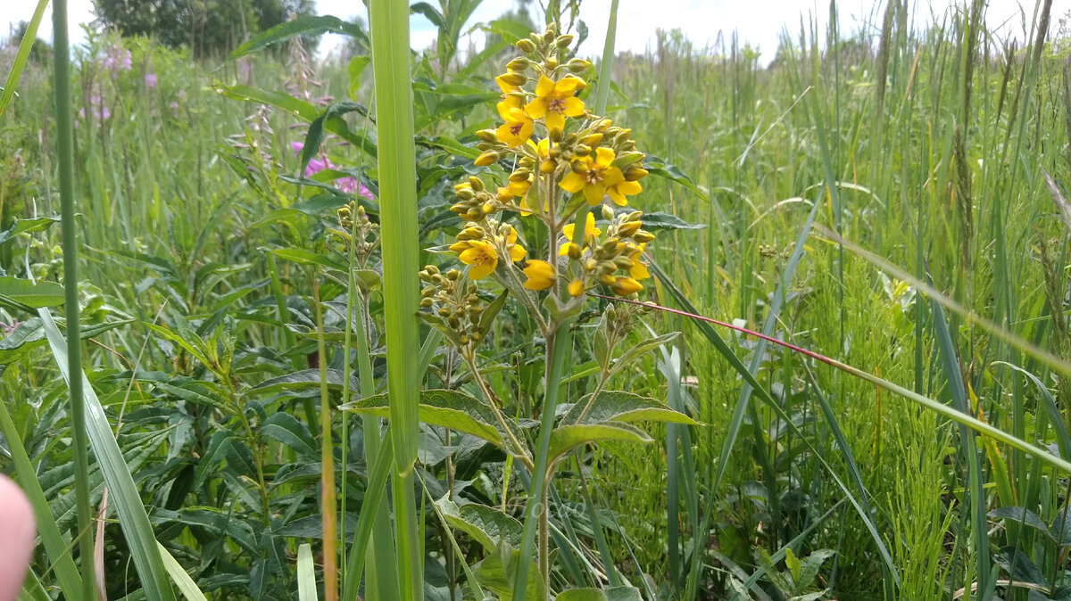 Это "дикий вербейник, Lysimachia vulgaris или вербейник обыкновенный. Встретила его на лугу, когда ходила за иван-чаем. Правда, похож на картинку?