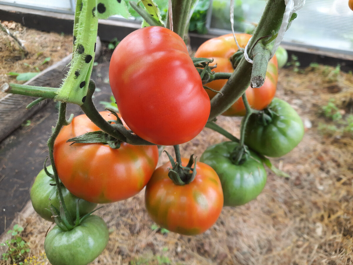 Сорт томатов герцогиня вкуса