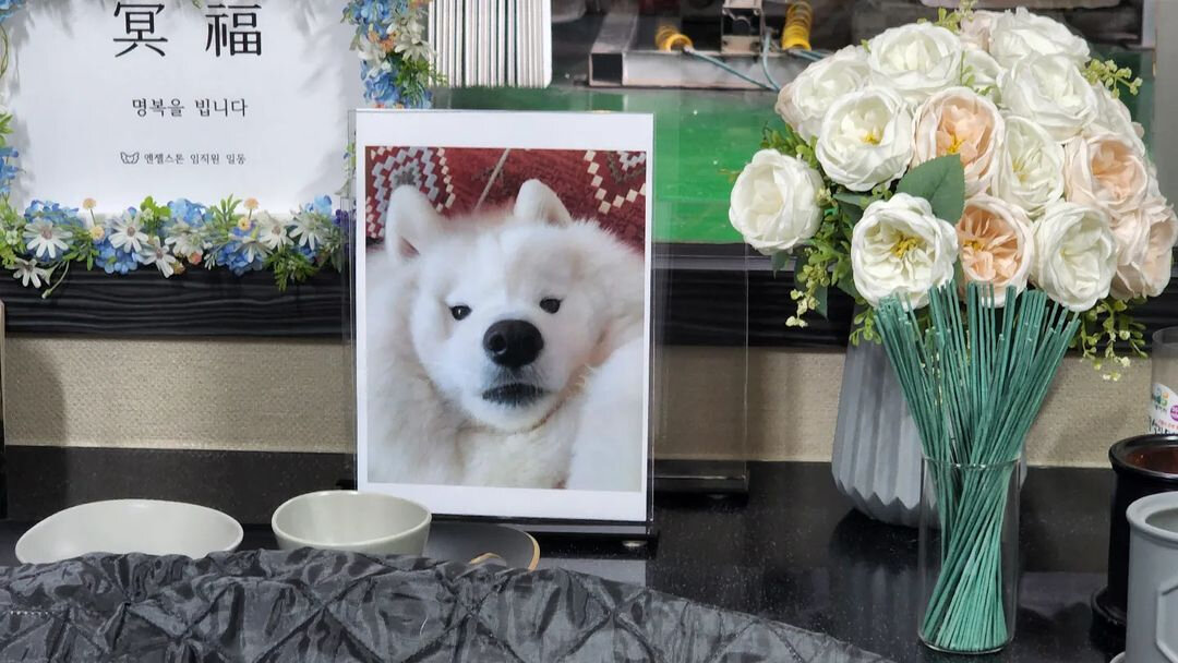 Фотография, загруженная владельцем Тико в Instagram в память о ее смерти 8 ноября 2022 г. (Instagram @angelcloudtico)