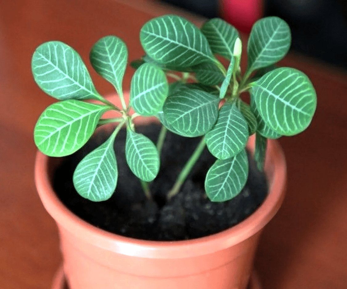 Комнатное растение легкое. Молочай цветок. Молочай беложильчатый (Euphorbia leuconeura). Молочай leuconeura. Эуфорбия молочай беложильчатый.