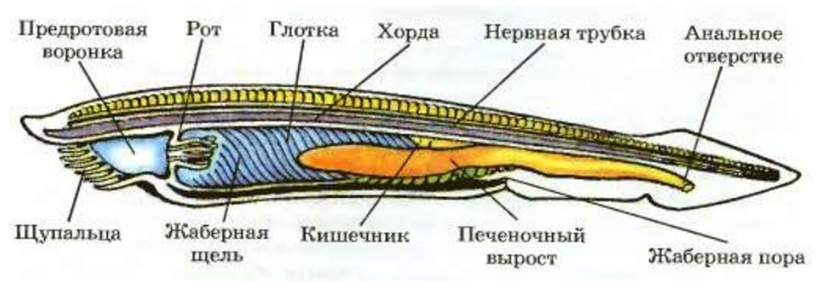 Строение и расположение центральной нервной системы ланцетника Строение и размножение ланцетника