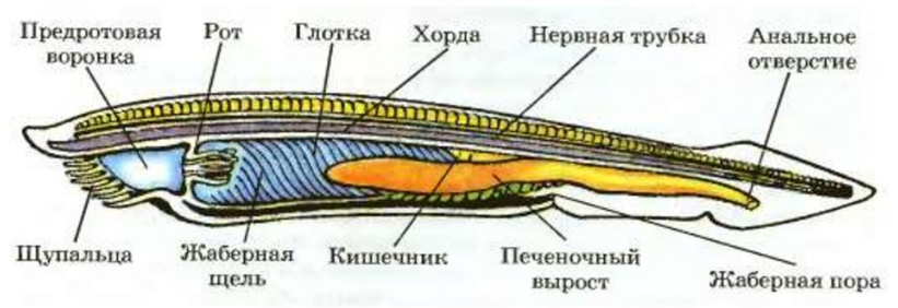 Внутреннее строение ланцетника рисунок. Строение внутренних органов ланцетника. Кишечная трубка у ланцетника. Невроцель у ланцетника.