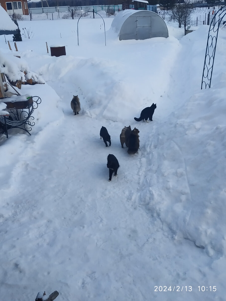 котики гуляют