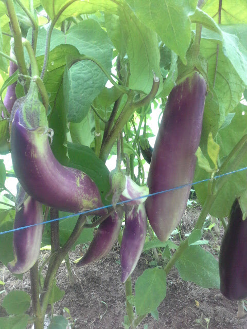 тире перед есть между подлежащим и сказуемым. как пишется предложение лето. в продолжение в продолжении. в продолжение. как пишется предложение.