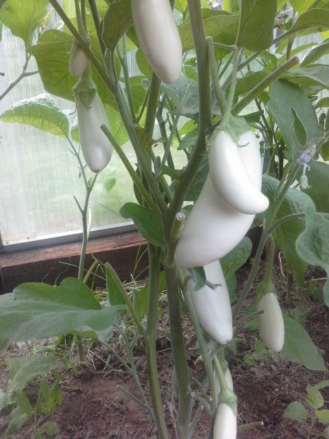 Чуть чуть через дефис. Как то летом как пишется. Чтобы как пишется. Почему куда-то пишется через дефис. Зато правописание.