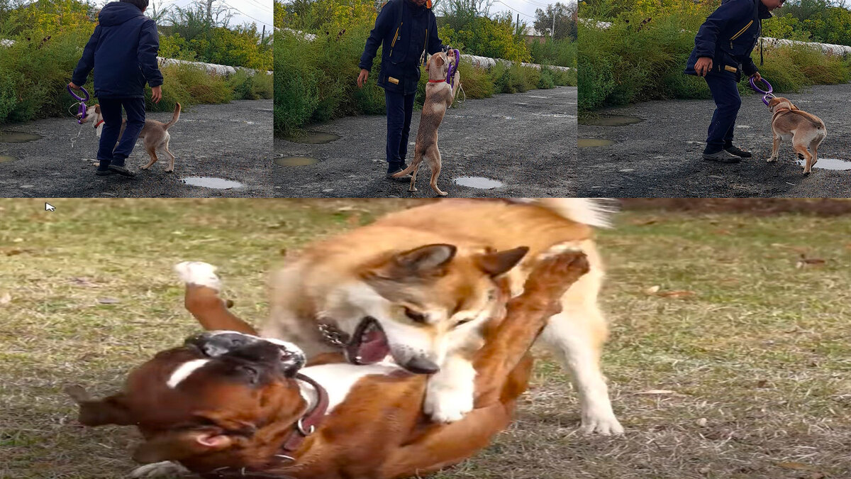 Тизер игра собак