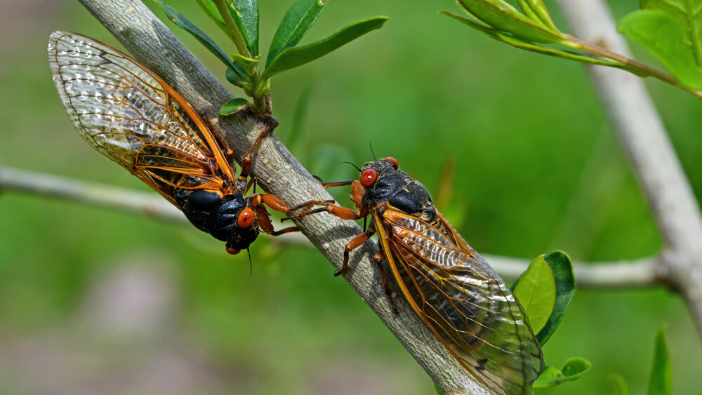 Почему цикады стрекочут. Cicada Pupa.