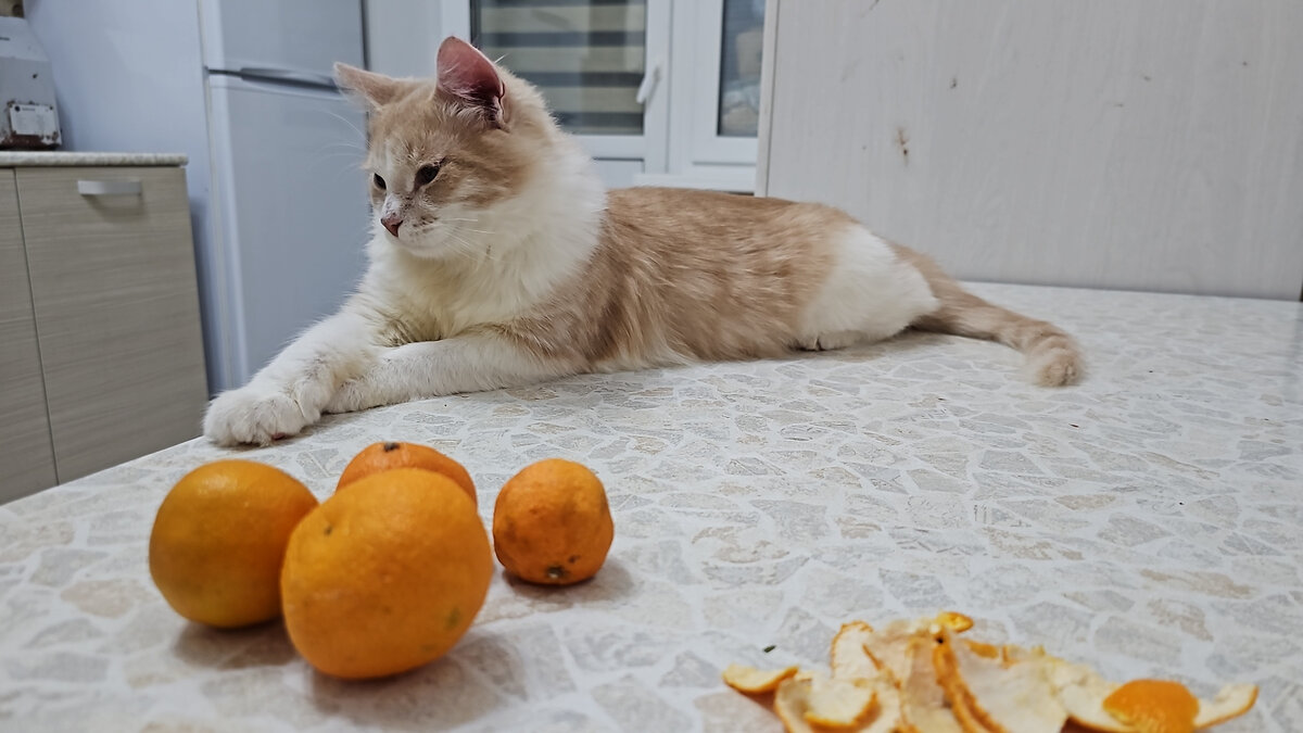 Фото автора. Потап рамтет и охраняет мандаринки.