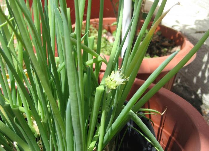 Лук севок на подоконнике. Лук на подоконнике выращивание из луковиц. Зелёный лук на подоконнике в воде. Лук на подоконнике выращивание из луковиц. Зеленый лук дома.