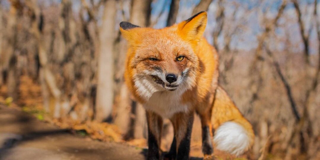 Самые смешные дикие животные 2023 г. Они поднимут вам настроение (21 фото)