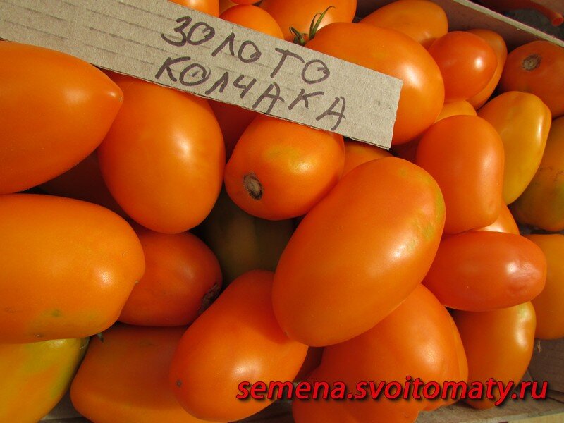 Проверенный сорт томатов - Золото Колчака