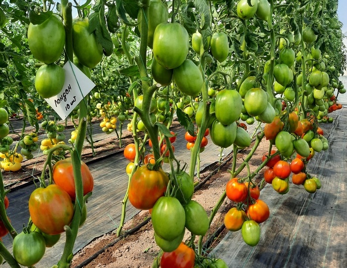 Супер урожайные томаты с вытянутыми плодами