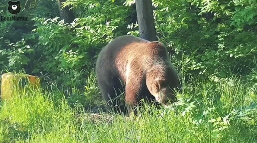 Ленивый Мансурка🐻 Bear Mansur