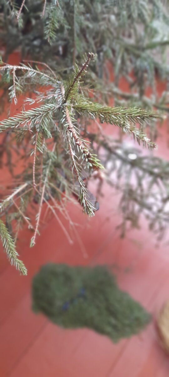 Вынесли ёлку, вернее то, что от неё осталось. Бывший пообещал мне из ствола черенок для лопаты сделать) Буду весной грядки копать и вспоминать!