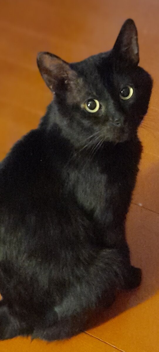 Вот такие "хищники" под праздничным столом всё кружили... Ждали - не выронит ли кто из рук кусок колбаски... ну либо просто помочь выронить...