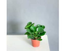 Пеперомия туполистная (Peperomia obtusifolia) – это неприхотливое растение с круглыми, темно-зелеными листьями.