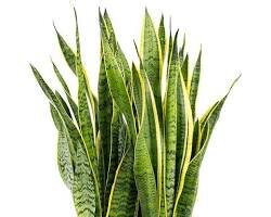 Сансевиерия трехполосная (Sansevieria  trifasciata) – это самый популярный вид сансевиерии. Он имеет длинные,  узкие листья с темно-зелеными полосами.