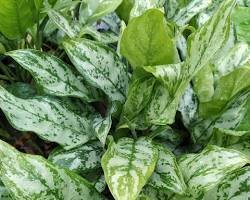 Аглаонема скромная (Aglaonema modestum)  – это самый популярный вид аглаонемы. Он имеет крупные, сердцевидные  листья с темно-зеленой окраской. Листья могут достигать 30 см в длину и  20 см в ширину.Аглаонема полосатая (Aglaonema commutatum)  – это вид аглаонемы с длинными, узкими листьями с темно-зелеными  полосами. Листья могут достигать 50 см в длину и 5 см в ширину.