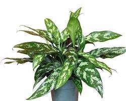 Аглаонема Мария (Aglaonema mariae)  – это вид аглаонемы с крупными, сердцевидными листьями с темно-зеленой  окраской и белыми прожилками. Листья могут достигать 30 см в длину и 20  см в ширину.