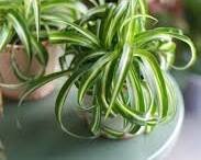 Хлорофитум бонни (Chlorophytum comosum var. ‘Bonnie’)  – это компактный вид хлорофитума с короткими, широкими листьями с  темно-зеленой окраской. Листья могут достигать 20 см в длину и 10 см в  ширину.