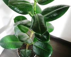 Фикус Бенджамина (Ficus benjamina) – это популярное крупное комнатное растение с крупными кожистым листьями. Оно может достигать высоты нескольких метров.