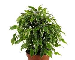 Фикус Бенджамина (Ficus benjamina) – это популярное крупное комнатное растение с крупными кожистым листьями. Оно может достигать высоты нескольких метров.