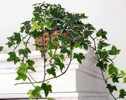 Плющ комнатный (Hedera helix)  – это популярное вьющееся растение с крупными, темно-зелеными листьями.  Оно может достигать длины нескольких метров. Плющ комнатный неприхотлив  в уходе и подходит для начинающих цветоводов.