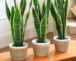 Сансевиерия (Sansevieria) – это еще одно неприхотливое растение с длинными узкими листьями. Оно может переносить и полутень.