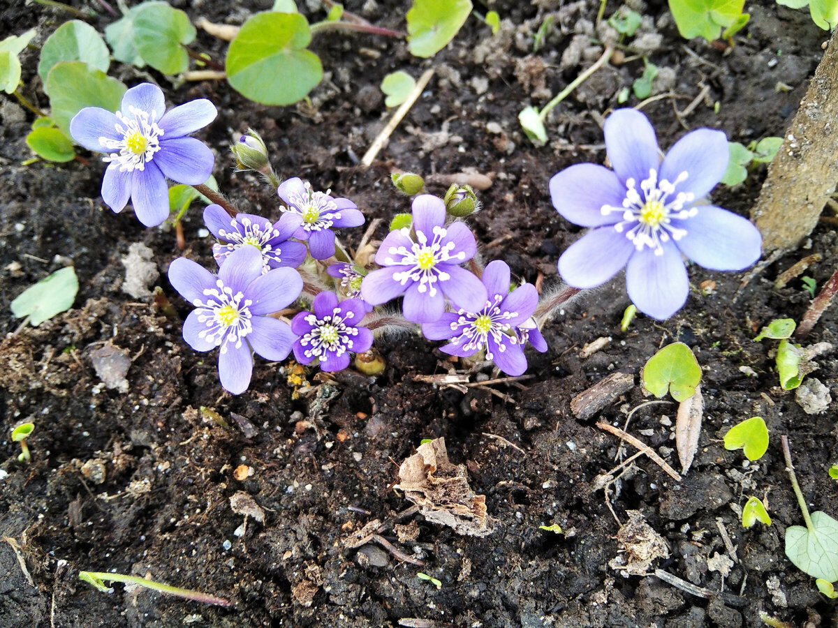 Печёночница 10 апреля