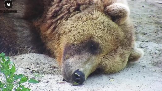 По вечерам Ёжик ходил к Медвежонку считать звёзды🐻✨🦔. Медведь Мансур.