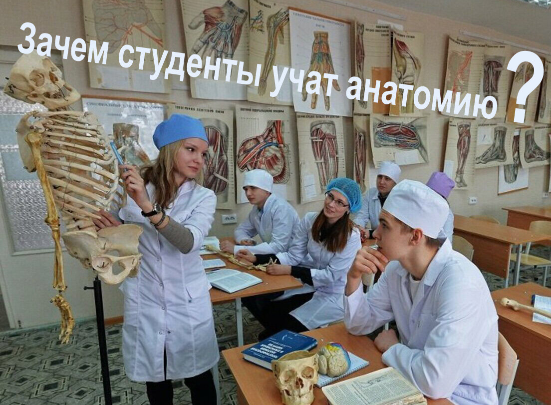 Зачем студенты учат анатомию?