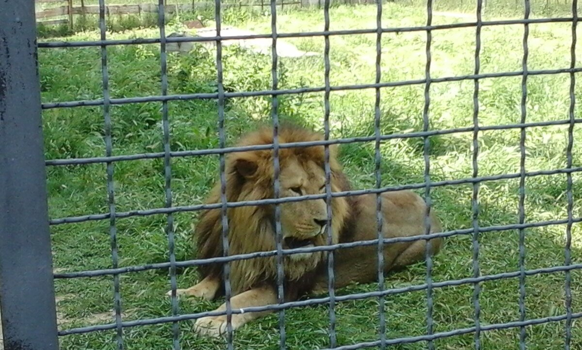 Лев отдыхает в Сафари парке Тайган