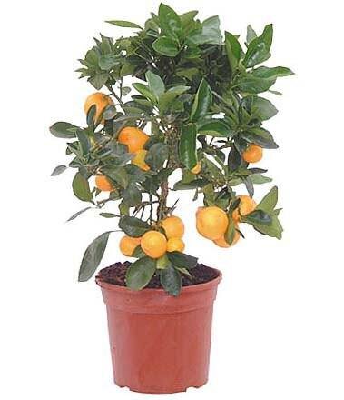 Citrus sinensis