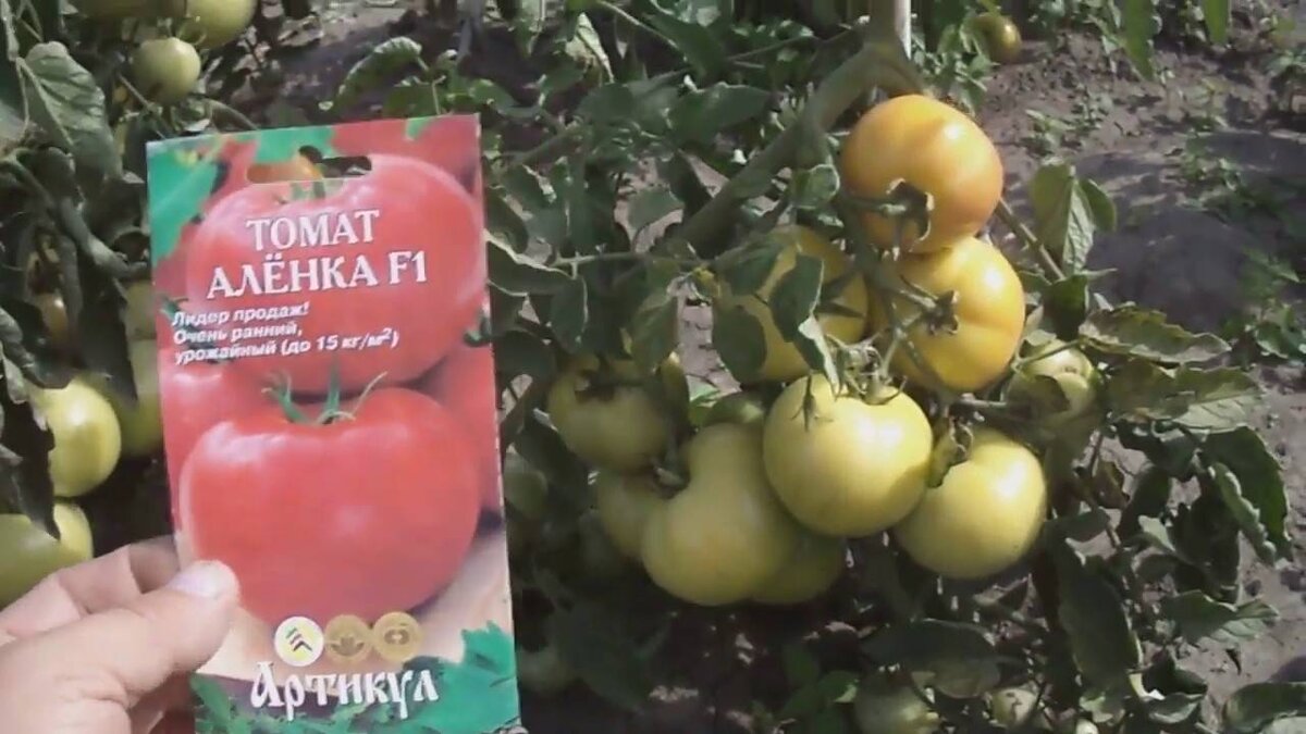 Аленка F1 (фото с сайта uspeh-dacha.ru) 