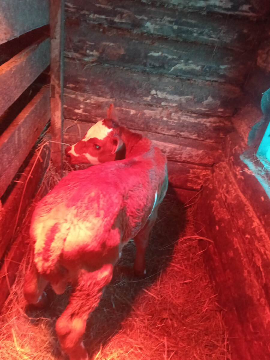 Первый день жизни телочки Мухи. Греется под лампой. Февраль.