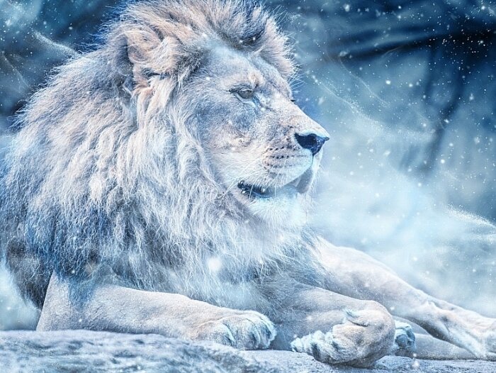 Львы в феврале... 