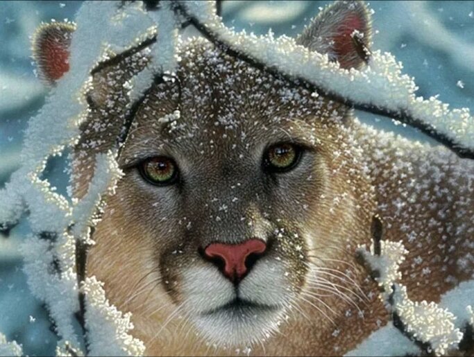 Лев видит цель. 