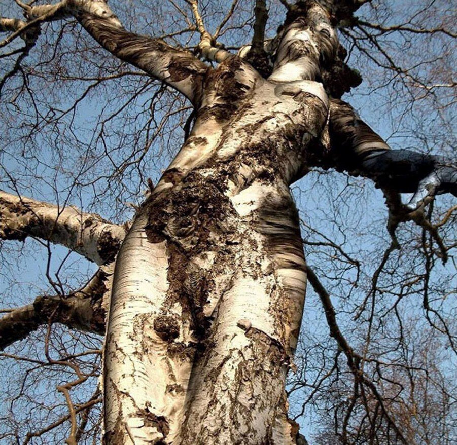 фото из свободного доступа