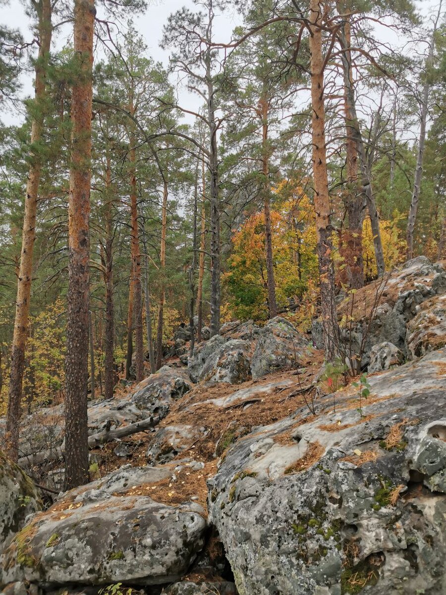 Осенний Рачейский бор