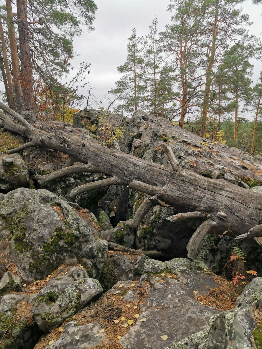 Осенний Рачейский бор