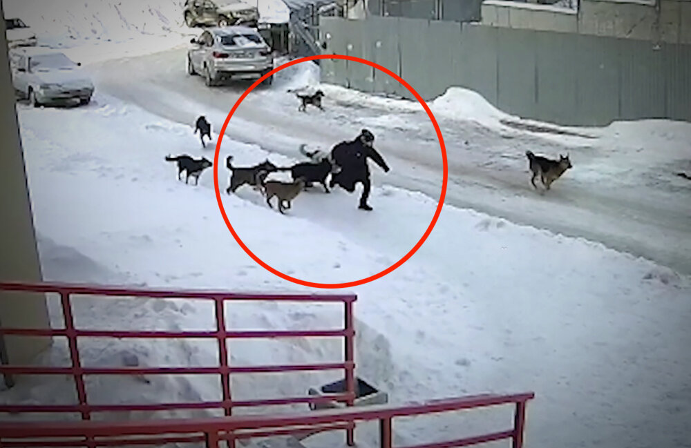 Почему собаки стали агрессивными. Поведение собак. Типы агрессии у собак. Почему собаки агрессивны друг с другом. Материнская агрессия у собак.